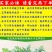 免费送艾草苗5根现挖现发可食用驱蚊草艾叶盆栽艾草苗盆栽