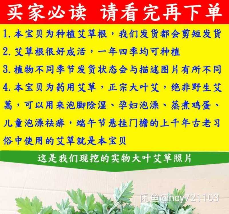 免费送艾草苗5根现挖现发可食用驱蚊草艾叶盆栽艾草苗盆栽