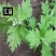 免费送艾草苗5根现挖现发可食用驱蚊草艾叶盆栽艾草苗盆栽