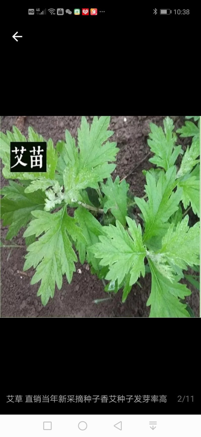 免费送艾草苗5根现挖现发可食用驱蚊草艾叶盆栽艾草苗盆栽