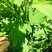 免费送艾草苗5根现挖现发可食用驱蚊草艾叶盆栽艾草苗盆栽