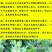 免费送艾草苗5根现挖现发可食用驱蚊草艾叶盆栽艾草苗盆栽