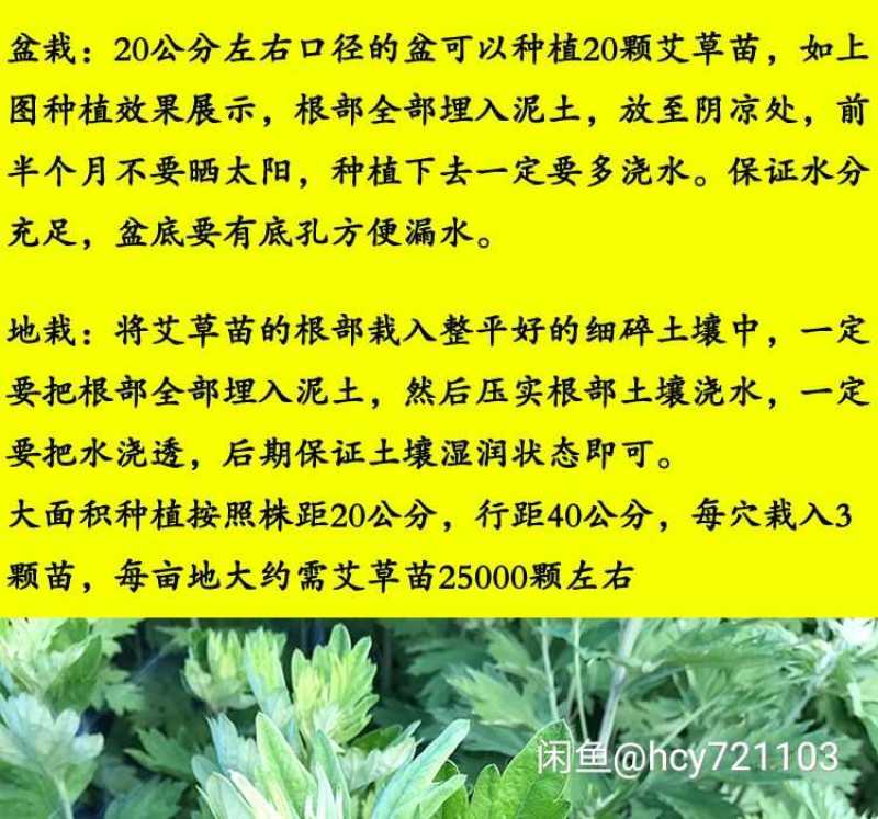 免费送艾草苗5根现挖现发可食用驱蚊草艾叶盆栽艾草苗盆栽