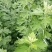 免费送艾草苗5根现挖现发可食用驱蚊草艾叶盆栽艾草苗盆栽
