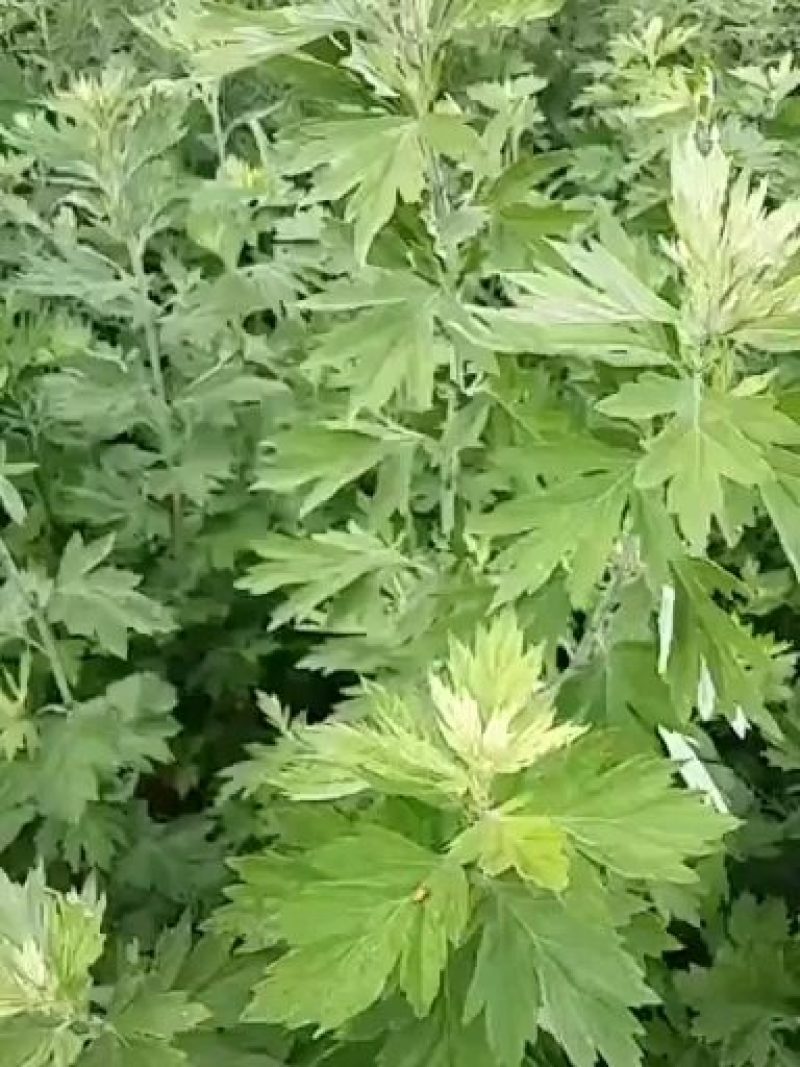 免费送艾草苗5根现挖现发可食用驱蚊草艾叶盆栽艾草苗盆栽
