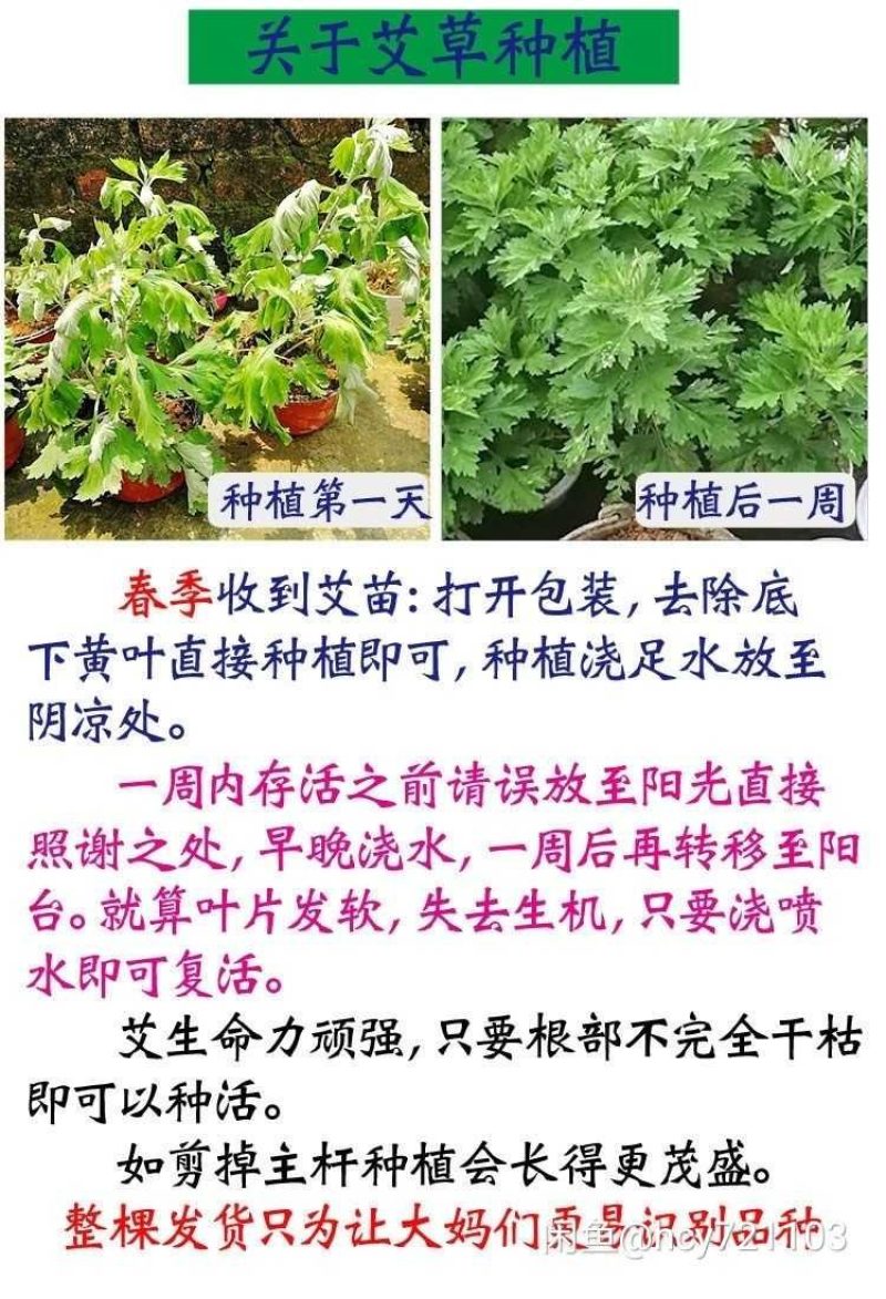 免费送艾草苗5根现挖现发可食用驱蚊草艾叶盆栽艾草苗盆栽