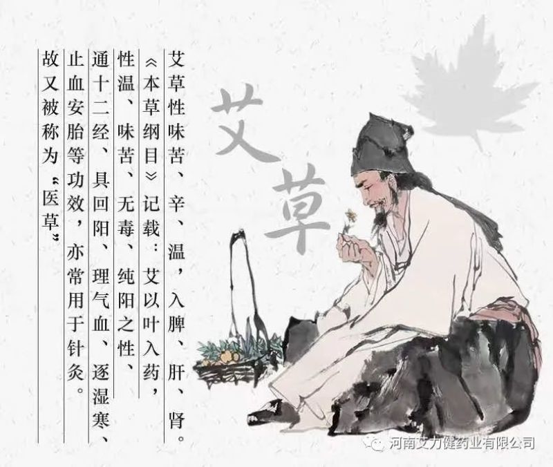 免费送艾草苗5根现挖现发可食用驱蚊草艾叶盆栽艾草苗盆栽