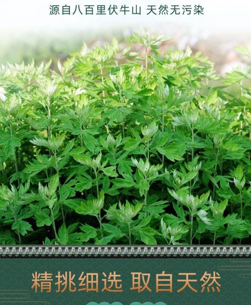 免费送艾草苗5根现挖现发可食用驱蚊草艾叶盆栽艾草苗盆栽