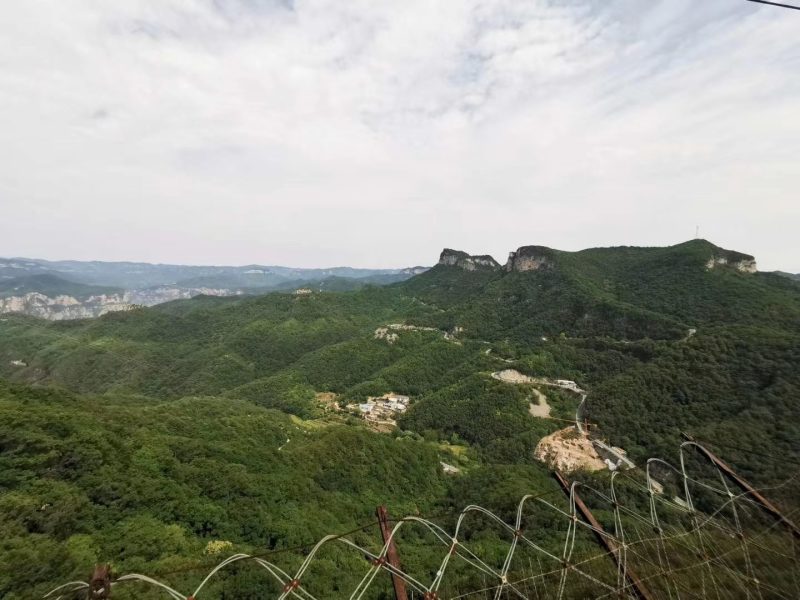 免费送艾草苗5根现挖现发可食用驱蚊草艾叶盆栽艾草苗盆栽