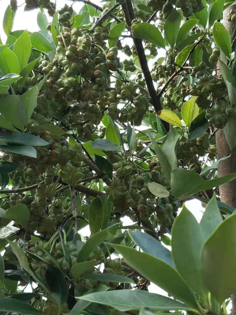 八角苗实生苗杯苗嫁接苗