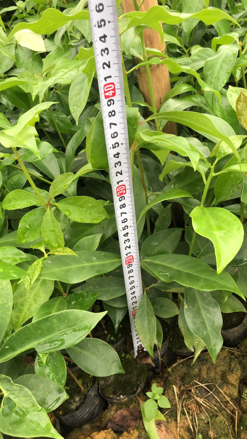 八角苗实生苗杯苗嫁接苗