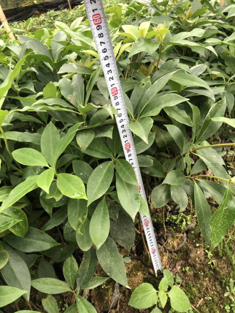 八角苗实生苗杯苗嫁接苗