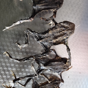 药用干蟾蜍及蟾衣价格实惠