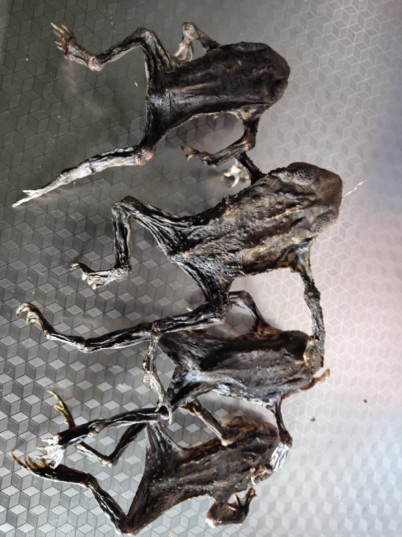 药用干蟾蜍及蟾衣价格实惠
