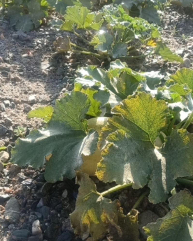 甘肃沙漠金皮西葫芦一手货源优选精品量大从优
