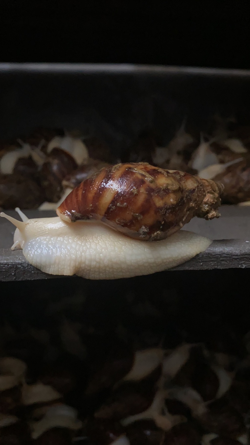 大量供应白玉蜗牛，需要的客户随时联系
