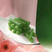（精品）优质绿皮绿肉水果型萝卜甜脆水果萝卜种子