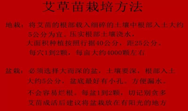 鲜艾叶种苗，香鲜艾叶泡脚驱蚊可在房内盒栽