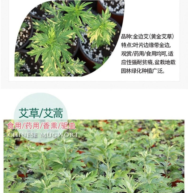 鲜艾叶种苗，香鲜艾叶泡脚驱蚊可在房内盒栽