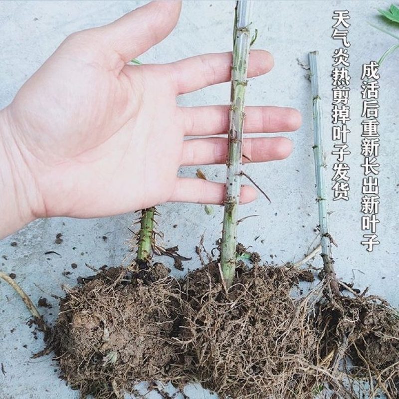 鲜艾叶种苗，香鲜艾叶泡脚驱蚊可在房内盒栽