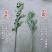 鲜艾叶种苗，香鲜艾叶泡脚驱蚊可在房内盒栽