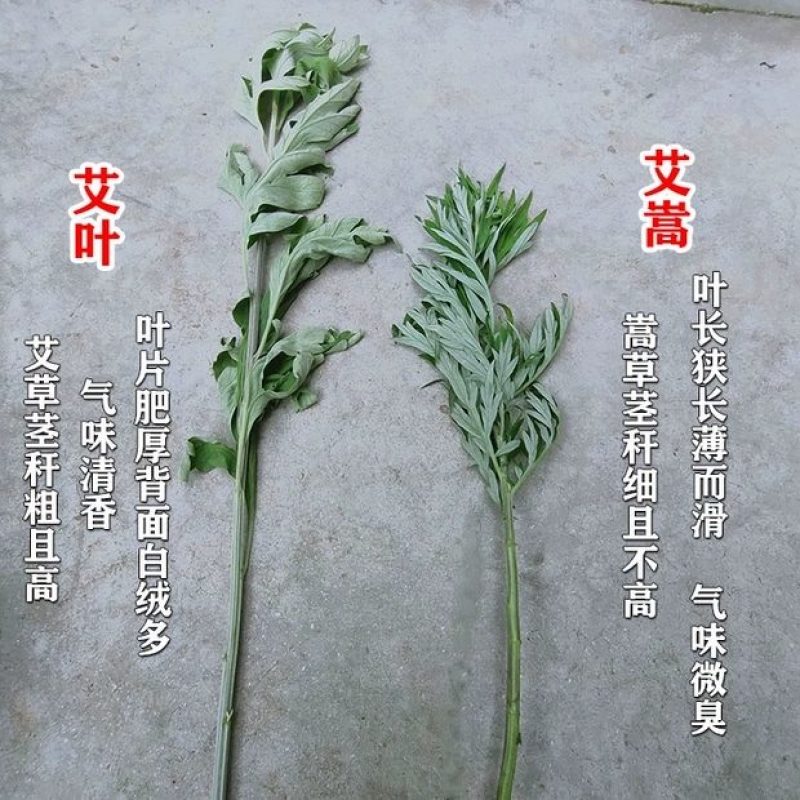 鲜艾叶种苗，香鲜艾叶泡脚驱蚊可在房内盒栽