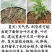 鲜艾叶种苗，香鲜艾叶泡脚驱蚊可在房内盒栽