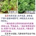 鲜艾叶种苗，香鲜艾叶泡脚驱蚊可在房内盒栽