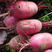 水果型凤梨萝卜种子引进杂交一代根茎叶均可食高品质