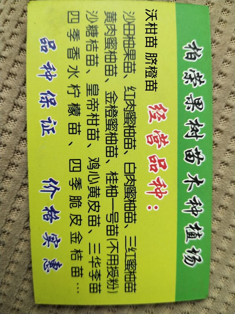 柚子果苗沙田柚苗广西容县沙田柚苗木培育基地供技术量大从优