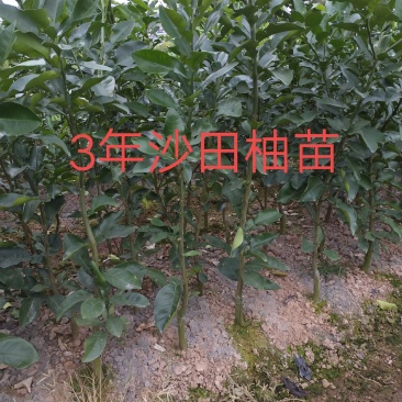 柚子果苗沙田柚苗广西容县沙田柚苗木培育基地供技术量大从优
