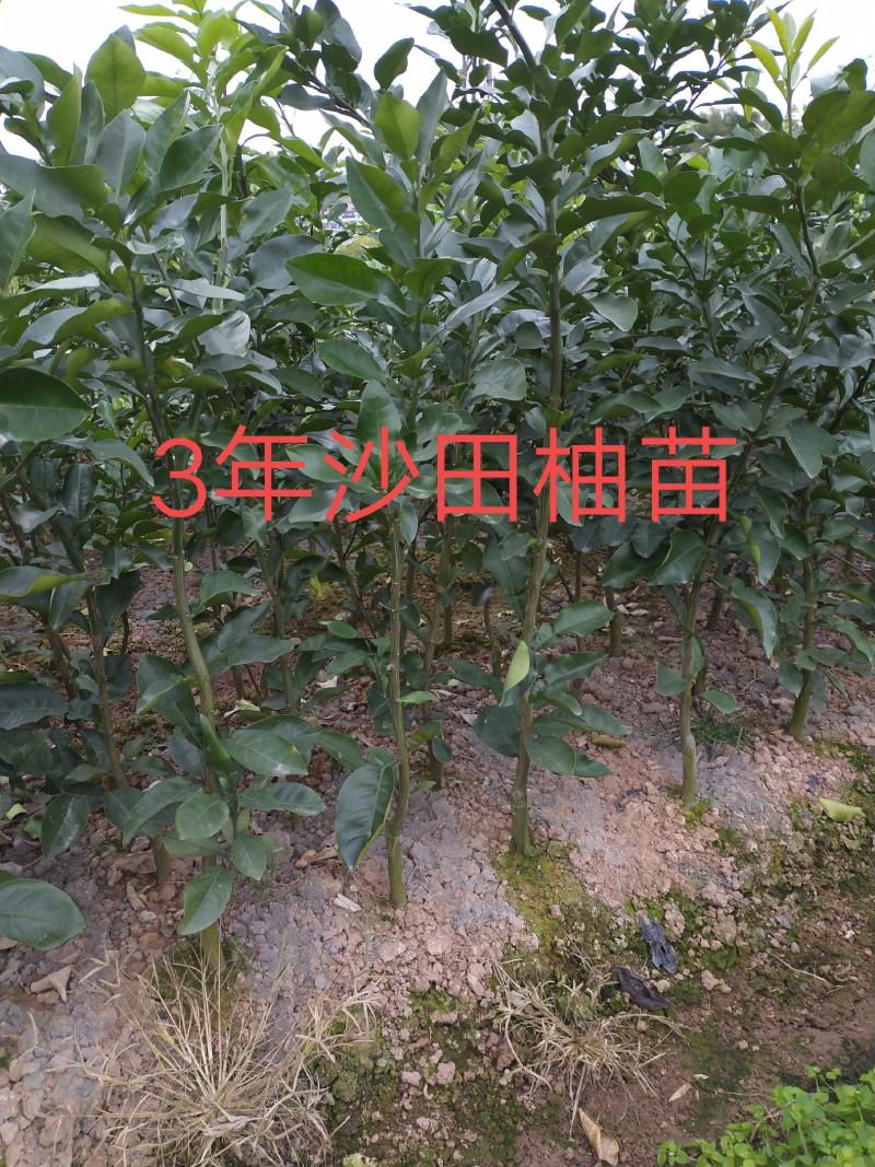 柚子果苗沙田柚苗广西容县沙田柚苗木培育基地供技术量大从优