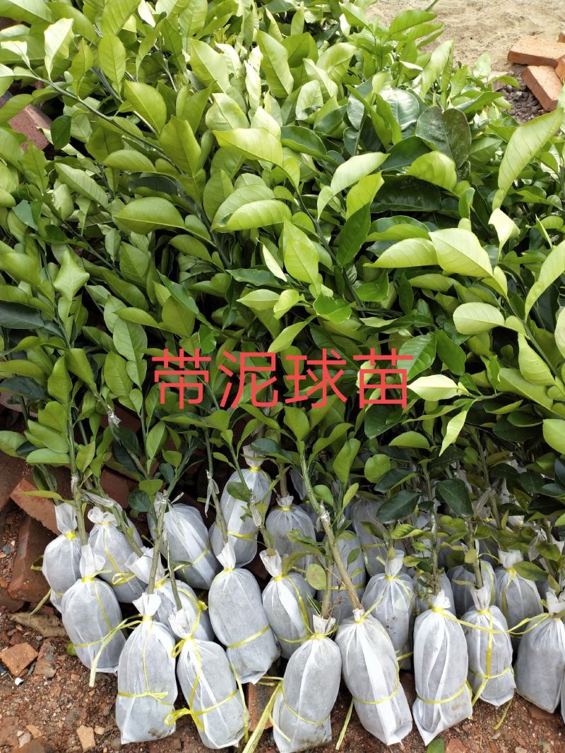 柚子果苗沙田柚苗广西容县沙田柚苗木培育基地供技术量大从优