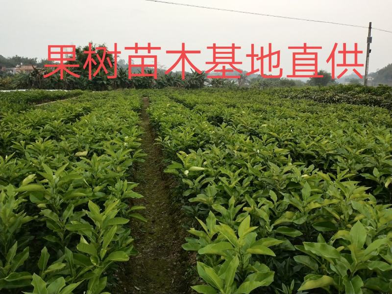 柚子果苗沙田柚苗广西容县沙田柚苗木培育基地供技术量大从优