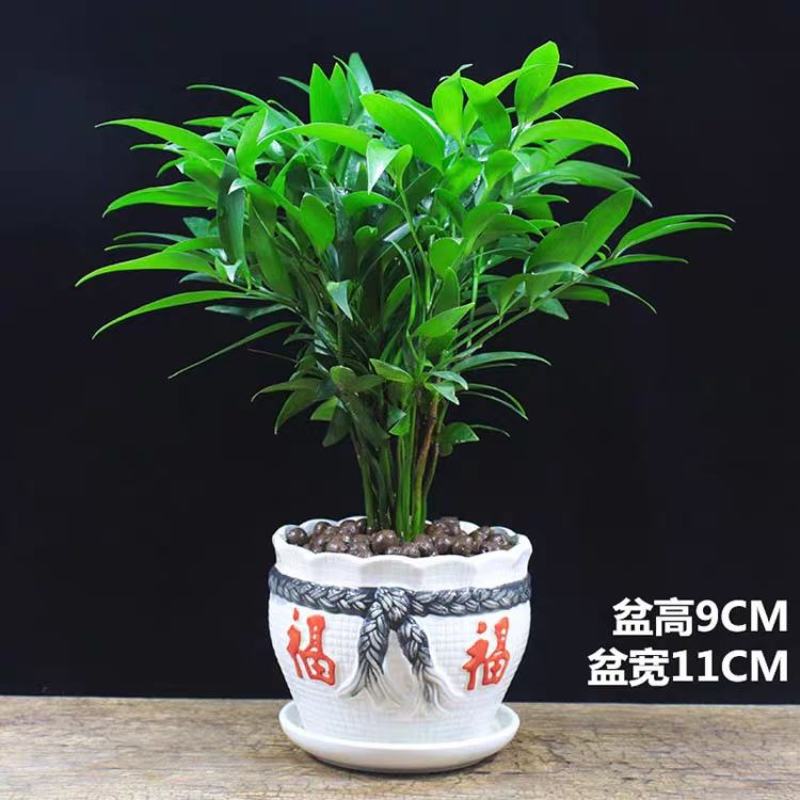 长寿竹（竹柏）3年成品杯苗
