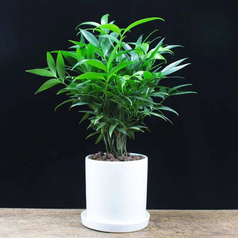 长寿竹（竹柏）3年成品杯苗