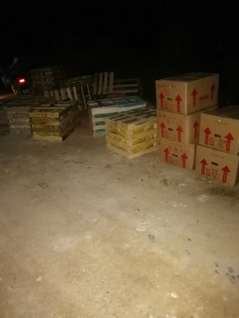 长寿竹（竹柏）3年成品杯苗