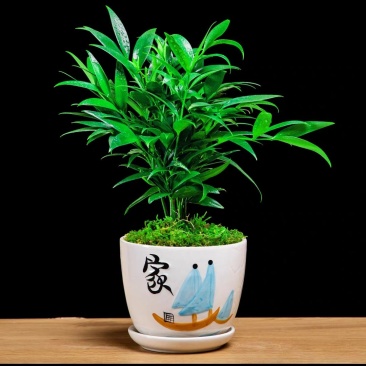 长寿竹（竹柏）3年成品杯苗