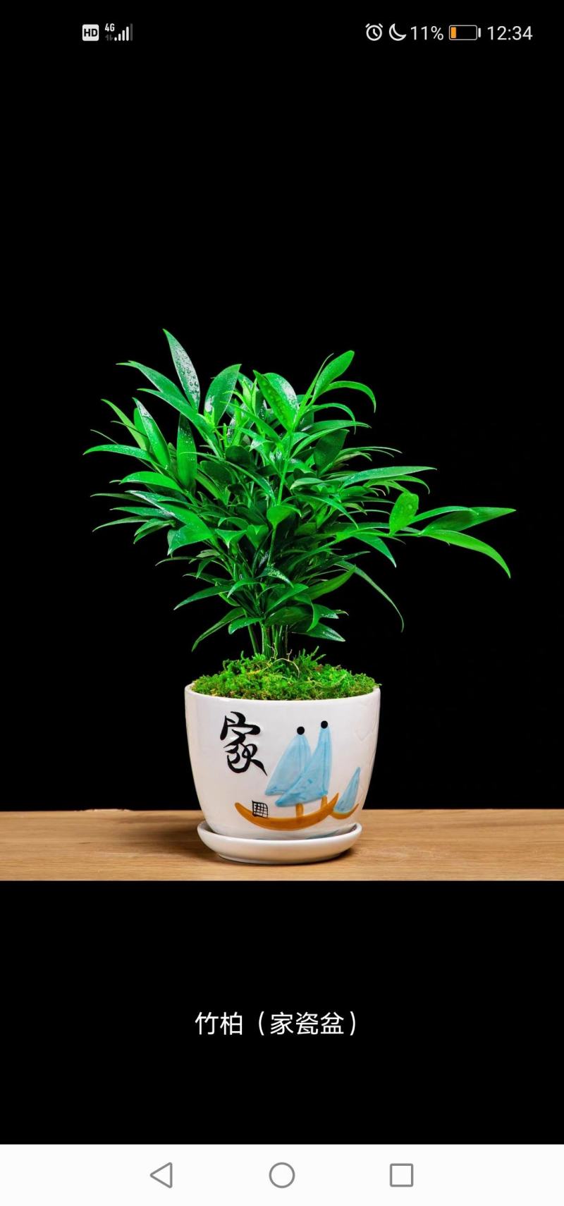 长寿竹（竹柏）3年成品杯苗
