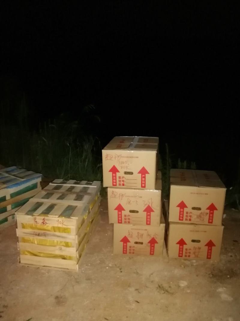 长寿竹（竹柏）3年成品杯苗