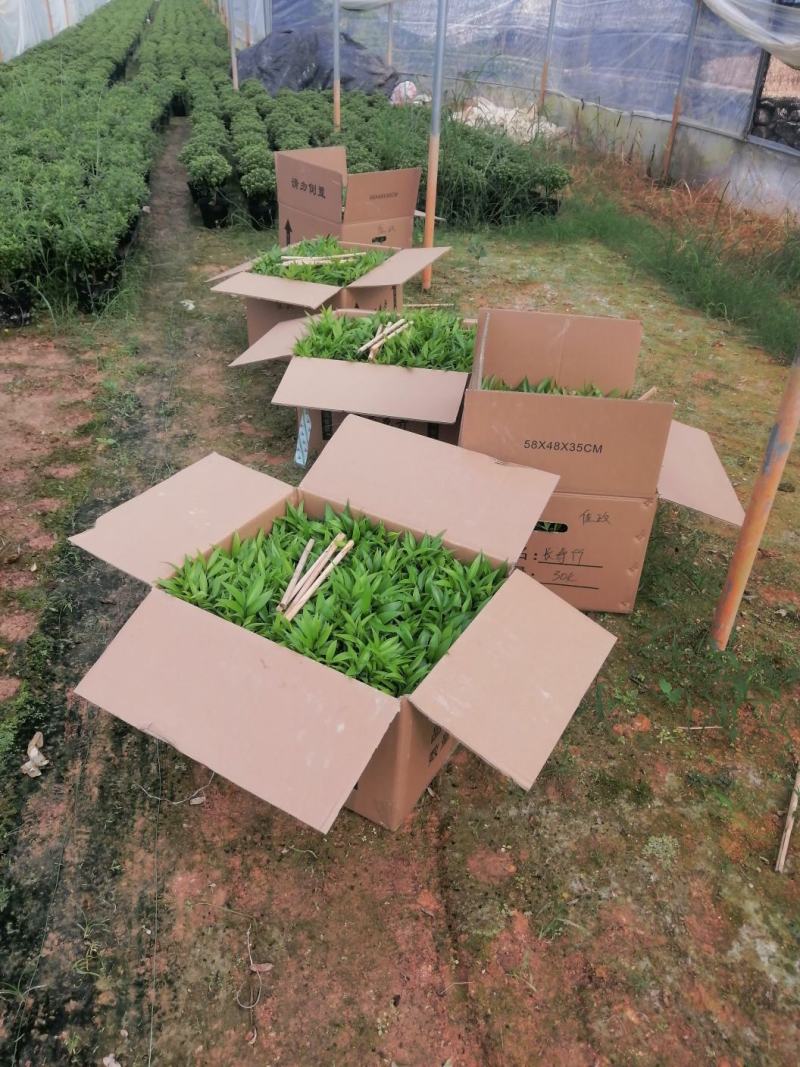 长寿竹（竹柏）3年成品杯苗