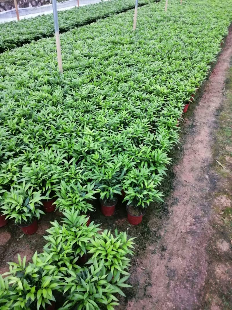 长寿竹（竹柏）3年成品杯苗