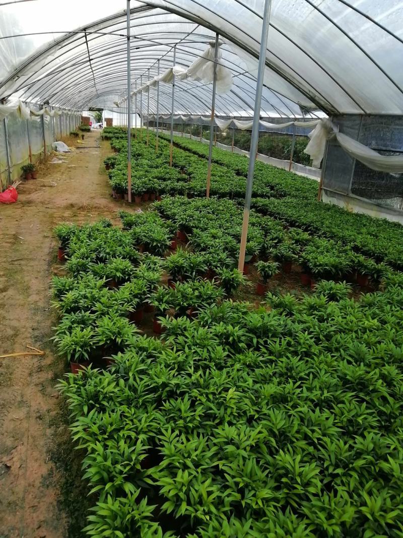 长寿竹（竹柏）3年成品杯苗