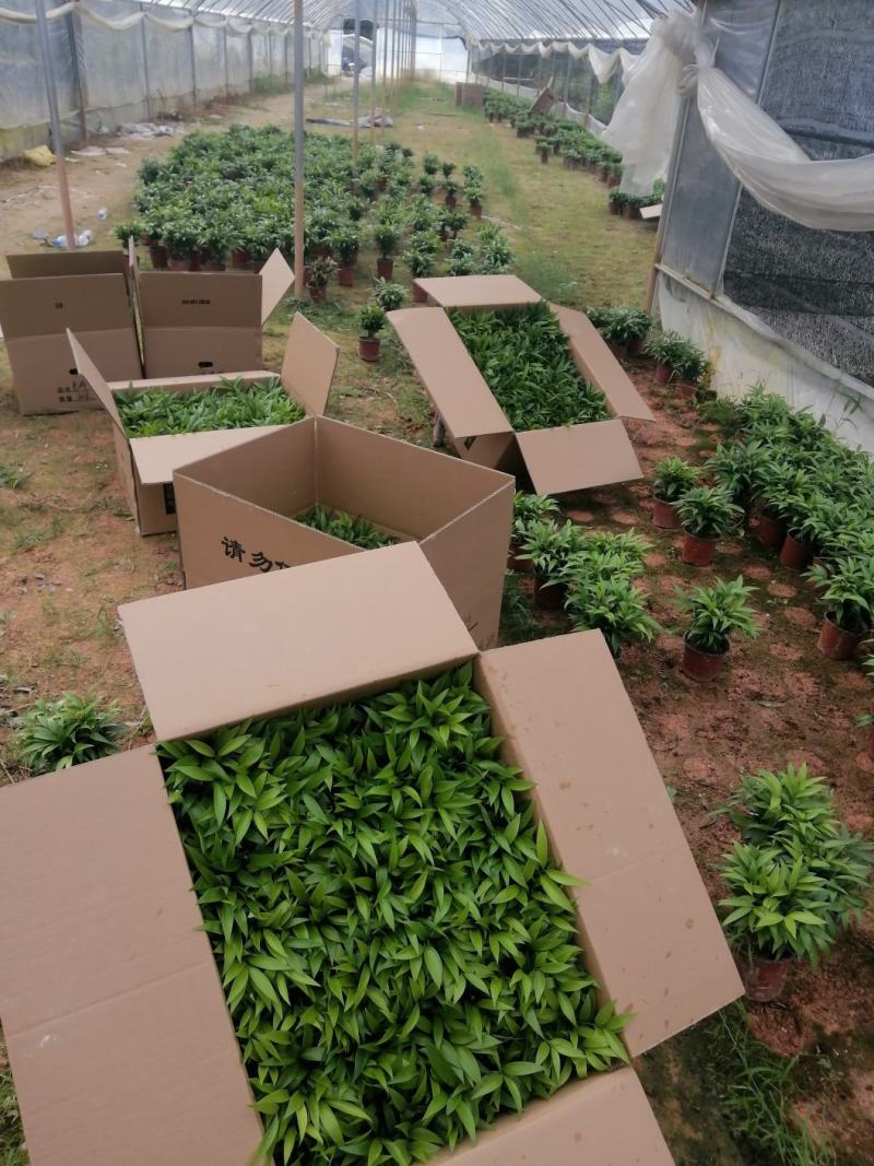 长寿竹（竹柏）3年成品杯苗