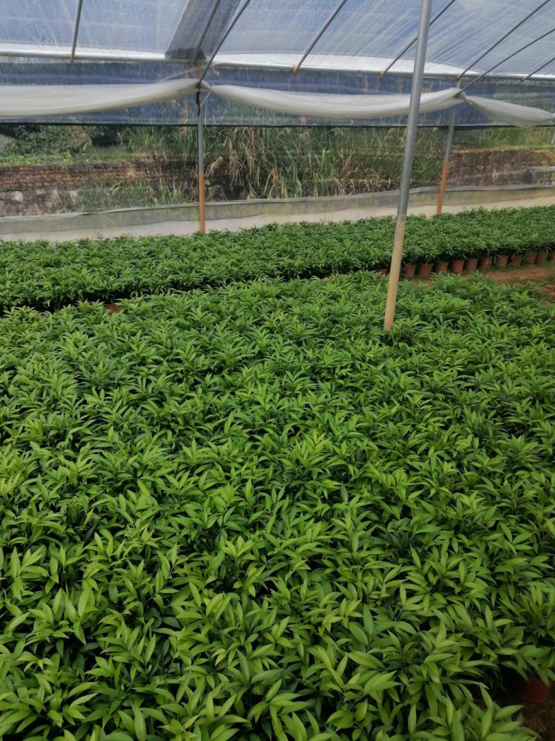 长寿竹（竹柏）3年成品杯苗