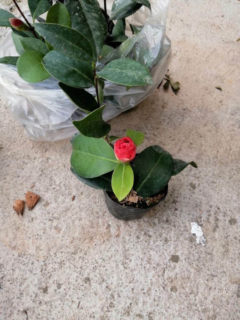 四季红山茶，四季夏日七心茶花