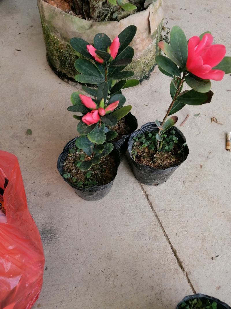 四季红山茶，四季夏日七心茶花