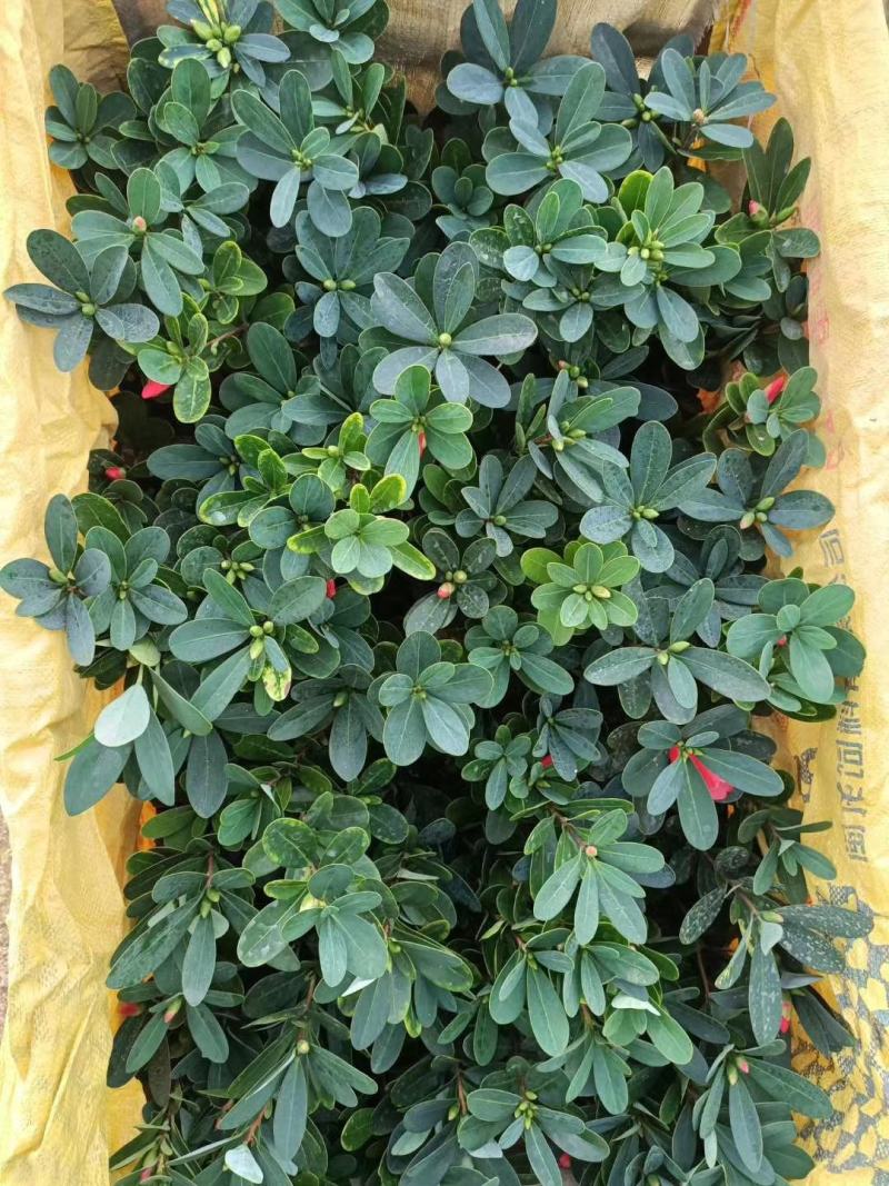 四季红山茶，四季夏日七心茶花