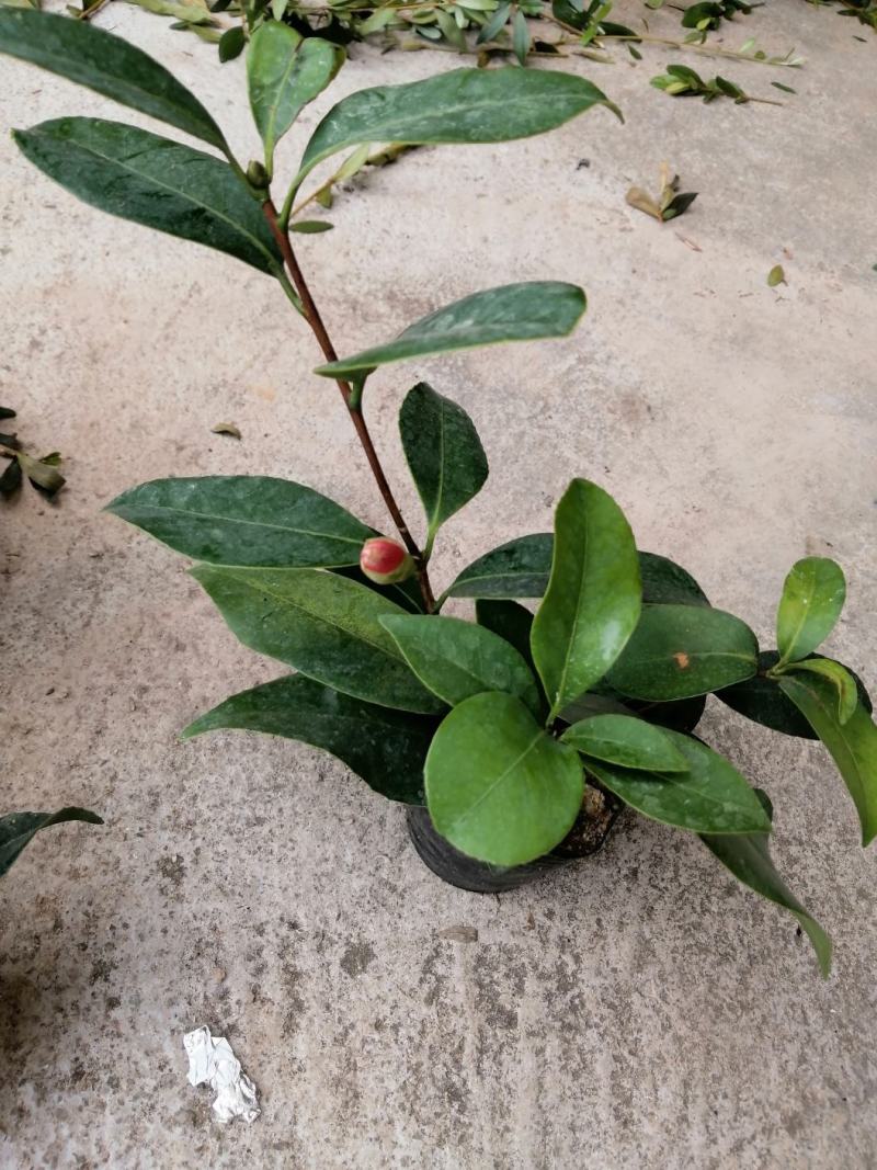 四季红山茶，四季夏日七心茶花