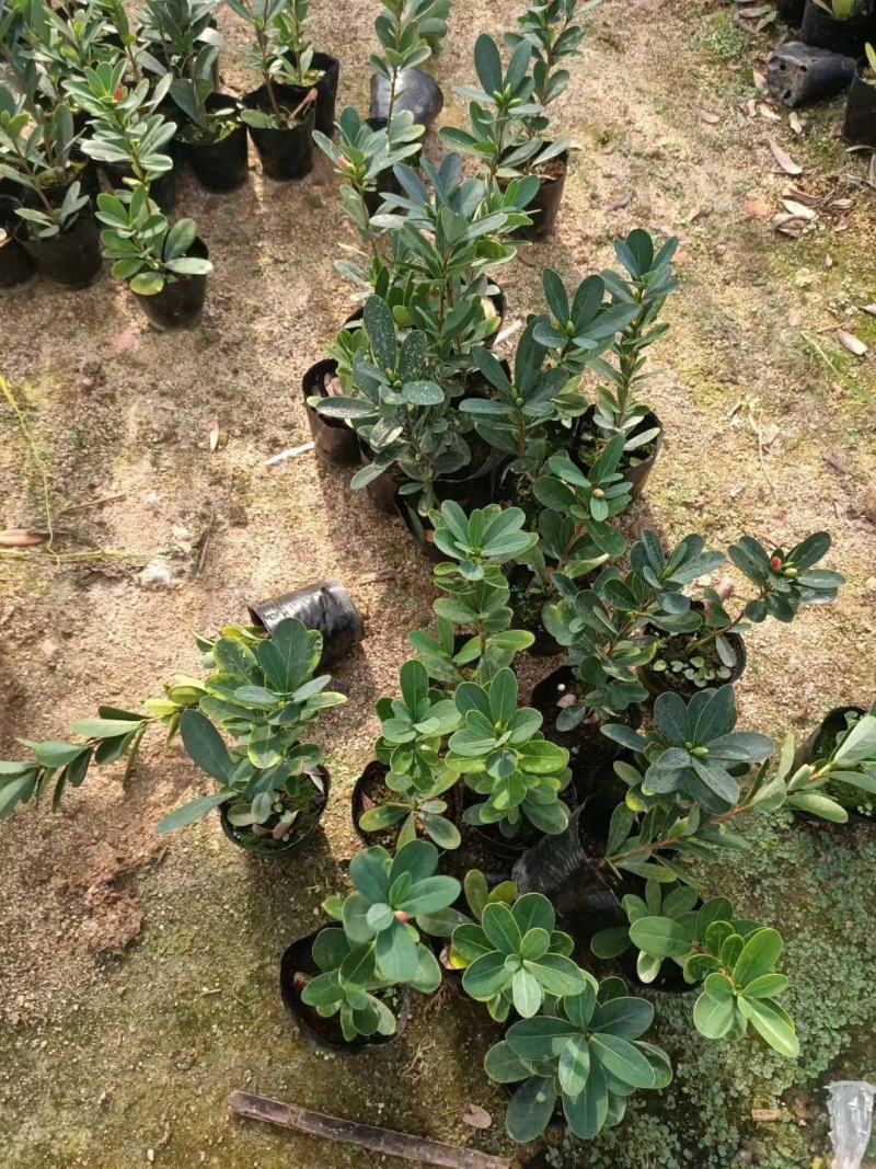 四季红山茶，四季夏日七心茶花
